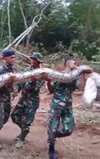 Penemuan ular piton raksasa oleh anggota TNI.
