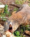 Komodo serakah, mulut menganga tertahan tanduk mangsa.