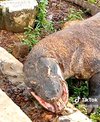 Komodo serakah, mulut menganga tertahan tanduk mangsa.