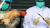 Petugas tengah mengambil sampel flu burung dari seekor ayam