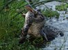 Cerita fotografer yang gemetaran menyaksikan aksi brutal aligator memangsa jenisnya sendiri.