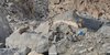 Binatang Mirip Marmut Ini Dulu Peliharaan Abu Jahal, Harganya Mahal Tapi Susah Ditangkap