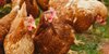 Doa Menyembelih Ayam Jantan dan Betina Serta Syarat Penyembelihan Hewan Sesuai Syariat