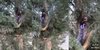 Ketemu Ular King Kobra Santuy Nankring di Atas Pohon, Bukan Takut Malah Salfok Sama Logo TikTok di Dadanya
