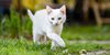 13 Arti Mimpi Kucing Putih, Sering Dianggap Sebagai Tanda Gangguan Psikologis