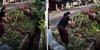 Viral! Aksi Nekat Emak-Emak Semarang Tangkap Ular Piton 3 Meter di Perumahan, Netizen: 'Terbukti Siapa Ras Terkuat di Bumi'