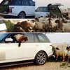 Mobil Rp 3 Miliar Jadi Gerobak Kambing di Saudi
