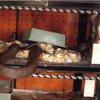 Langka! 7 Foto King Kobra Garaga Naksir Piton Sampai Jebol Kandang, Panji Petualang: ‘Allahuakbar’