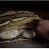 Potret Ular Python Medusa Milik Panji Petualang Ngamuk Saat Telurnya Diambil, Seram Banget!