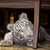 Potret Rumah Alshad Ahmad Dimasuki Harimau Putih, Sofa dan Gorden Robek Digigiti