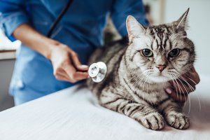 4 Pertanyaan Wajib Saat Pertama Kali Bawa Kucing ke Dokter Hewan 