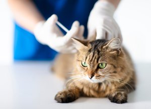 4 Pertanyaan Wajib Saat Pertama Kali Bawa Kucing ke Dokter Hewan 