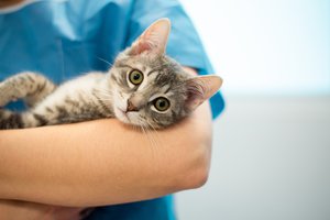 4 Pertanyaan Wajib Saat Pertama Kali Bawa Kucing ke Dokter Hewan 