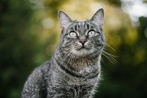 Kucing Busok, Anabul Asli Madura yang Lagi Diperjuangkan Buat 