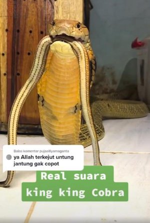 Baru Tahu Suara King Kobra Pas Marah, Netizen: Kayak Bapak Gua 