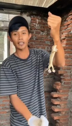  Begini cara melepaskan gigitan tokek.