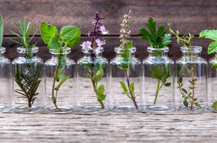 Dapatkah Tanaman Herbal Membantu Penyerapan Oksigen?