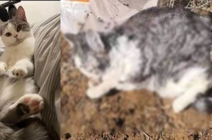 Kucing Dikubur Hidup-hidup Saat Pemilik Dikarantina Akibat Virus Corona
