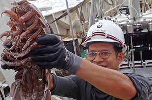 Kecoa Laut Raksasa, Spesies Baru Udang-udangan Ditemukan di Selat Sunda