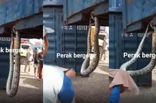Ular Piton Raksasa Gelantungan di Petikemas Hebohkan Pelabuhan Surabaya