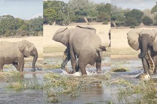 Video Buaya Salah Pilih Mangsa, Diinjak-injak Gajah Sampai Tak Bernyawa