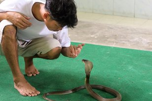 8 Arti Mimpi Dikejar Ular Kobra yang Perlu Diwaspadai Mulai Sekarang