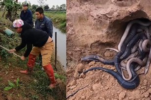 Bikin Bergidik! Penemuan Sarang Berisi 100 Ular Kobra di Pematang Sawah