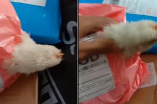 Ayam Hidup Dikirim COD, Dibungkus Plastik Kepalanya Sampai Keluar