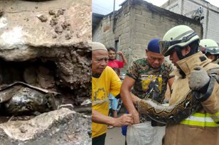 Heboh Penemuan Ular Piton Raksasa 4 Meter di Saluran Air Ciracas, Evakuasi Berlangsung Dramatis