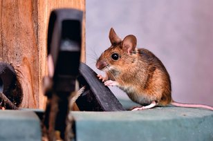 10 Arti Mimpi Tikus yang Kerap Dipercaya Sebagai Tanda Kesialan, Benarkah?