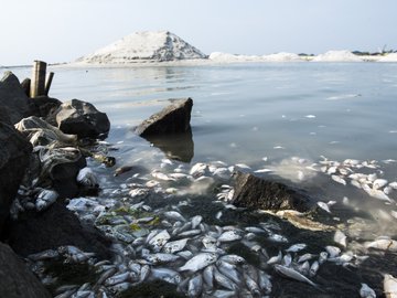 7800 Foto Penampakan Ikan Misterius HD Terbaru