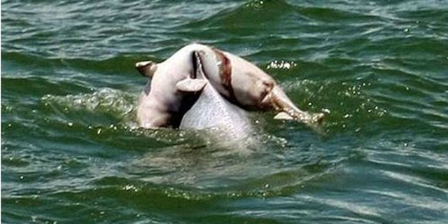Foto Lumba-lumba Gendong Bayinya yang Mati Lelehkan Sosmed