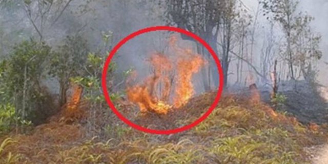 Api Yang Membakar Hutan Berpenampakan Lafadz Allah