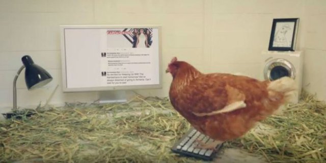 Ayam Pertama di Dunia yang Bercuit di Twitter