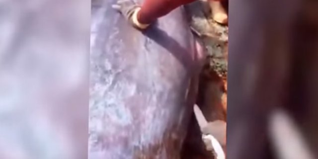 Sesuatu Yang Tidak Terduga Keluar Dari Perut Ikan Besar Ini