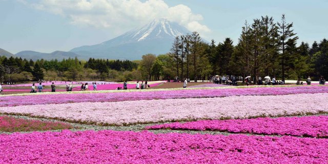 Indahnya Festival Bunga di Negeri Sakura