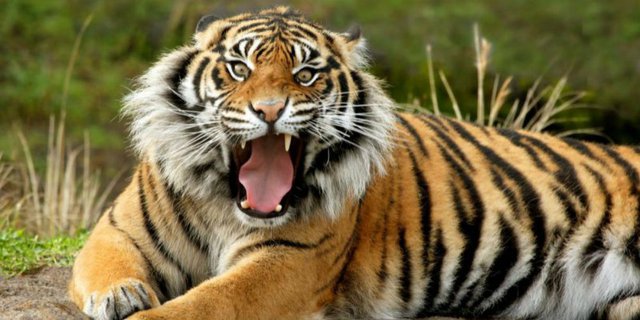 Mengerikan! Rombongan Turis Terjebak di 'Kandang' Harimau