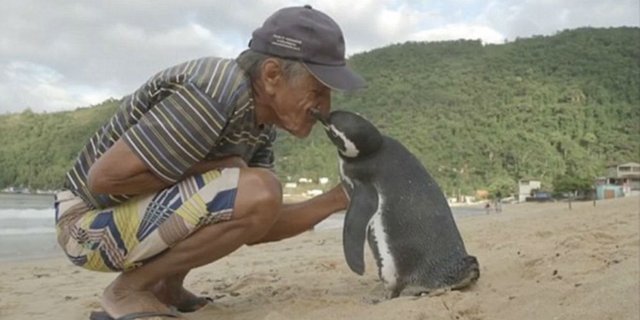 Penguin Berenang 8.000 Km Demi Temui Penyelamatnya