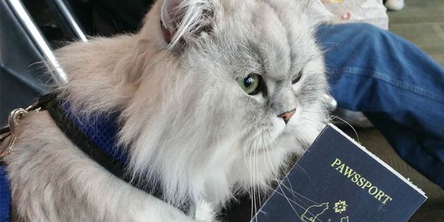 Unik, Kucing dengan Paspor Sendiri Ini Sudah Keliling Dunia
