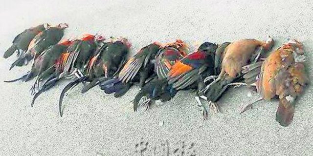 Aneh, 13 Burung Kuang `Bunuh Diri` dengan Tabrak Kilang