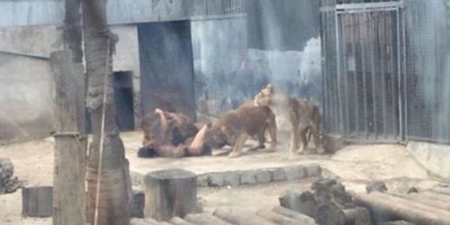 Takut Kiamat, Pria Nekat Bunuh Diri di Kandang Singa