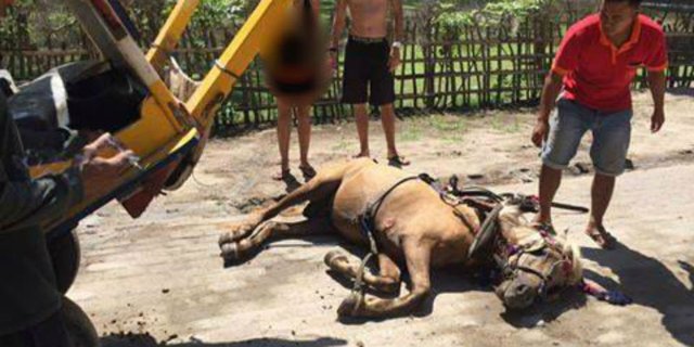 Insiden Kuda Pingsan di Gili Trawangan Hebohkan Netizen
