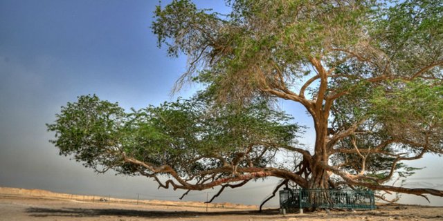 Misteri Pohon 'Jomblo' di Bahrain
