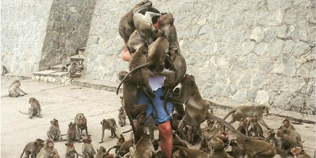 Langgar Larangan Beri Makan Monyet, Turis Kena Batunya