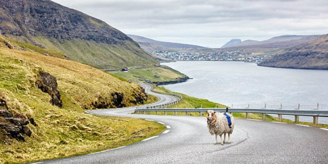 Google Street View Pekerjakan Domba di Pulau Faroe