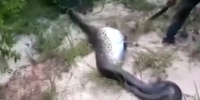Anaconda Perut Besar Ditemukan, Dibelah Isinya Mengejutkan