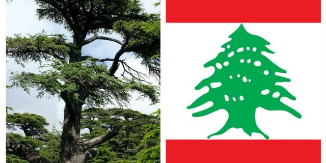 Misteri Pohon Cedar, Pohon Magis yang Ada di Bendera Lebanon
