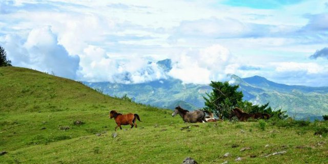 Pesona Fulan Fehan, Sabana Hijau Nan Cantik di Sudut Indonesia