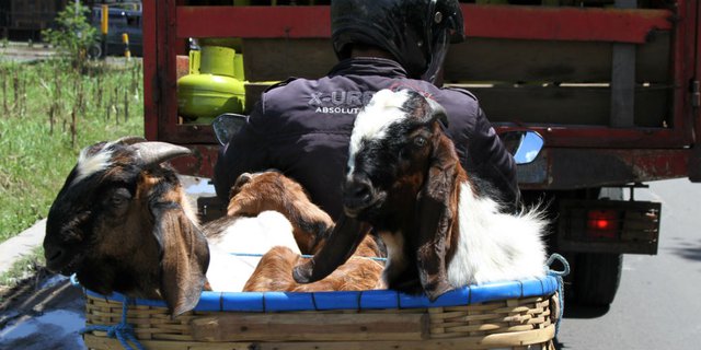 Hukum Berkurban Kambing Untuk Sekeluarga