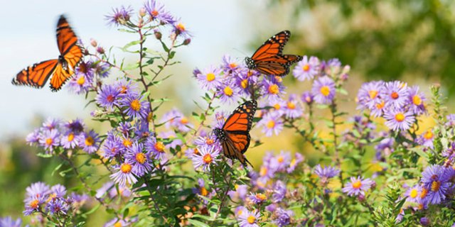 Kupu-kupu Berkumpul di Taman Rumah, Ini Caranya